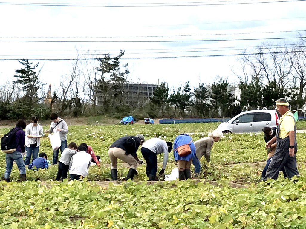 五郎島金時イモの芋掘り体験