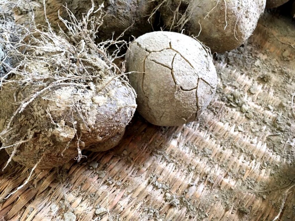 乾燥させてヒゲを切る作業にはいります