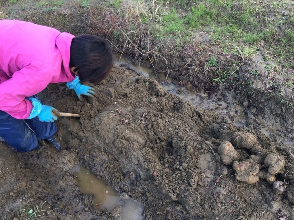 人の力だけで収穫します。